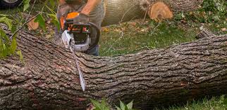 Professional Tree Care in Rio Verde, AZ