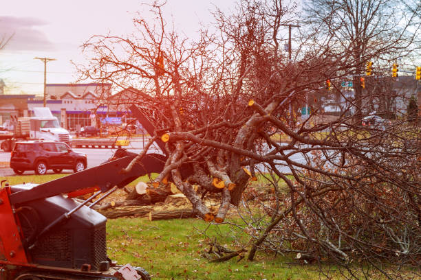 Best Tree Cabling and Bracing  in Rio Verde, AZ