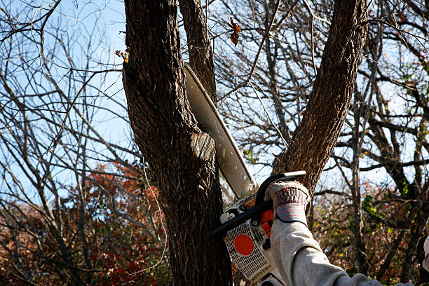 How Our Tree Care Process Works  in  Rio Verde, AZ