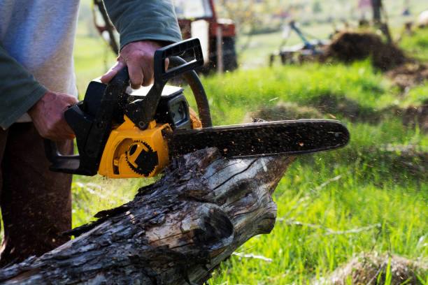 Best Leaf Removal  in Rio Verde, AZ
